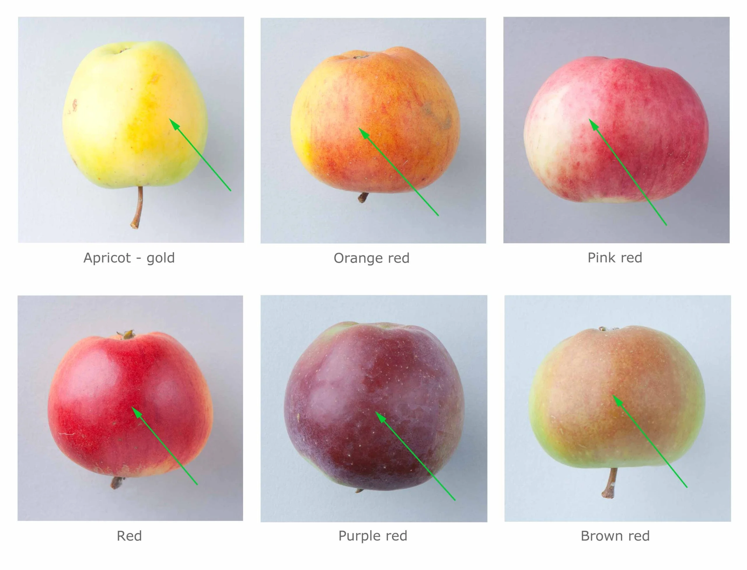 The Different Colors of Apples