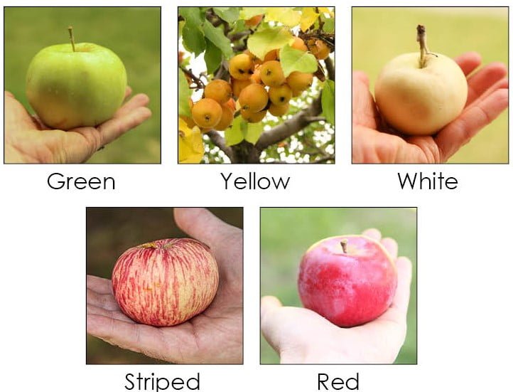 The Different Colors of Apples The Different Colors of Apples