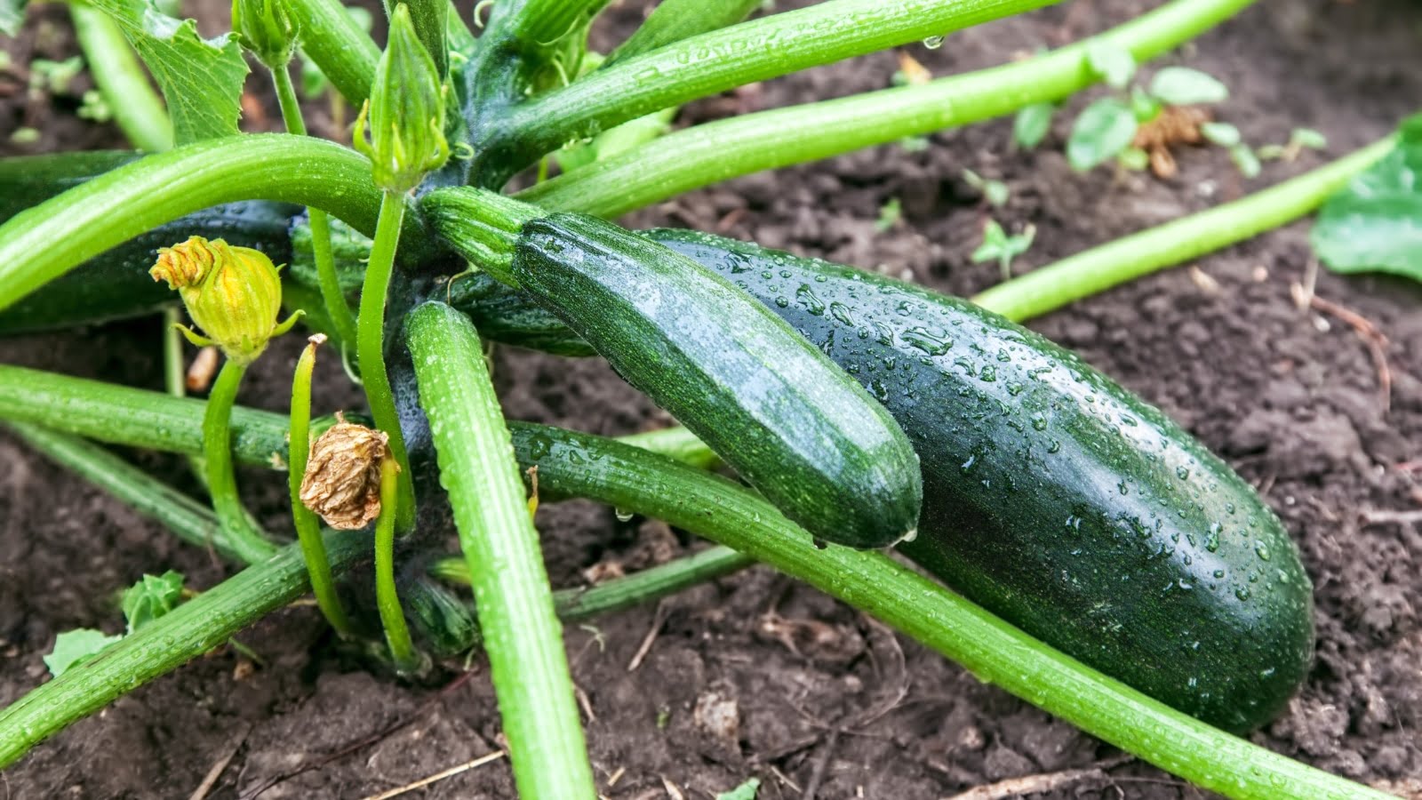 The Growing Time of Zucchini