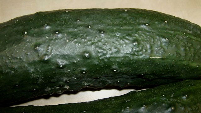 The Mystery of Cucumber Bumps The Mystery of Cucumber Bumps