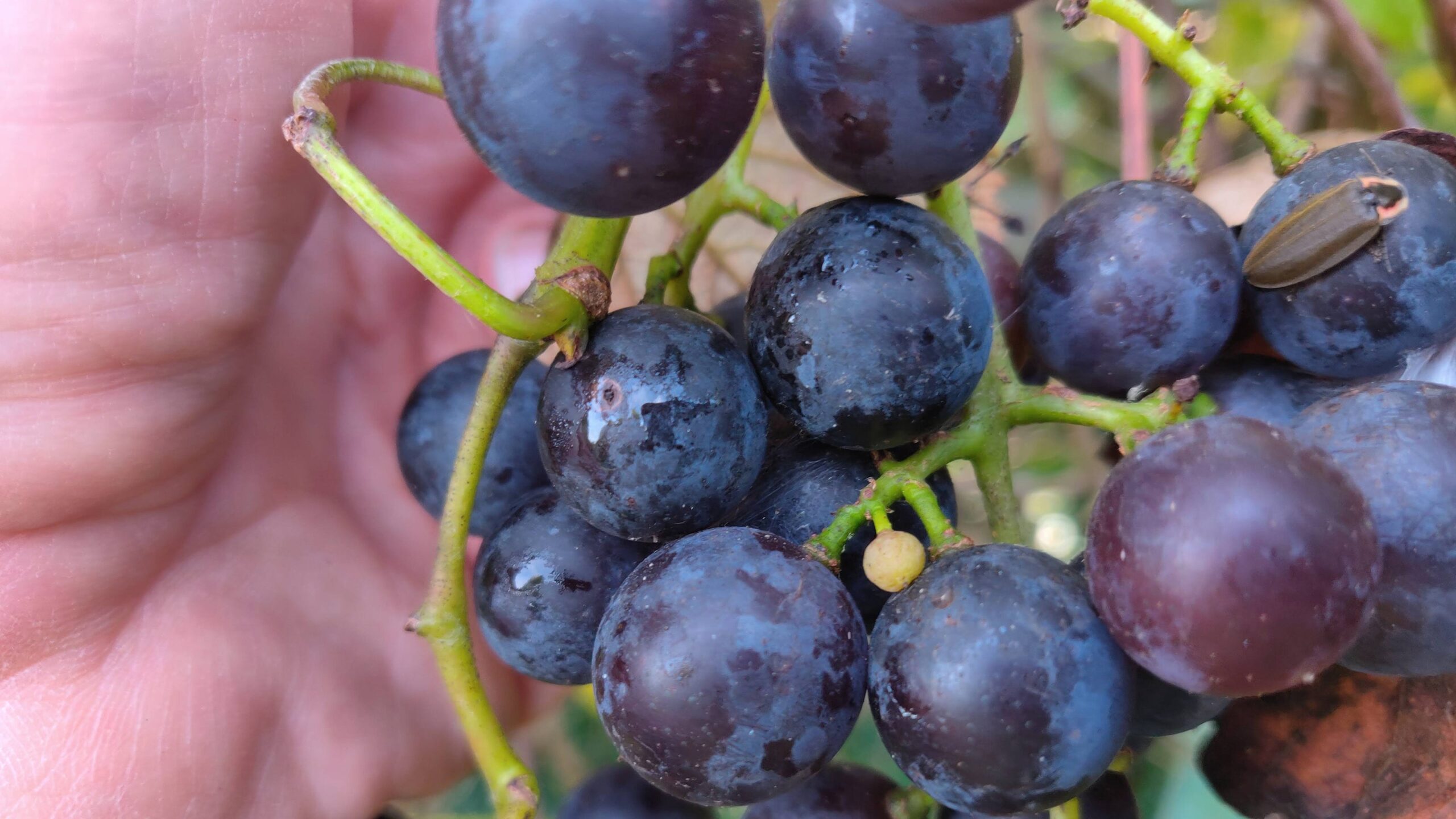 The Mystery of the Disappearing Concord Grapes