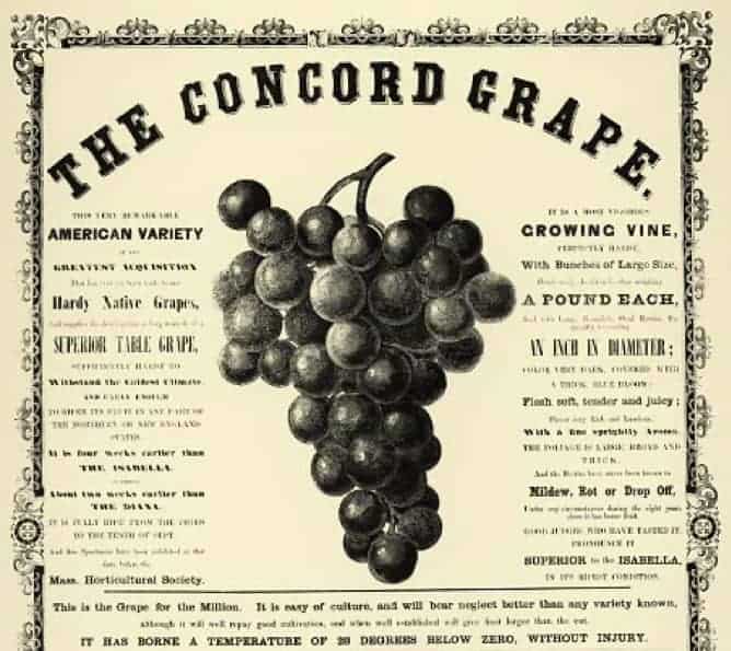 The Mystery of the Disappearing Concord Grapes