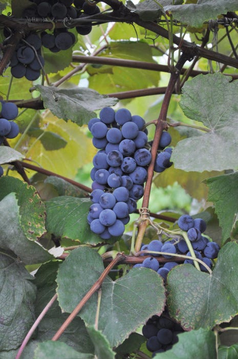The Mystery of the Disappearing Concord Grapes