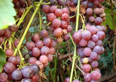 The Mystery of the Disappearing Concord Grapes