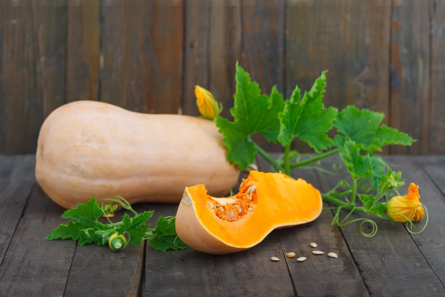 The Origins of Butternut Squash