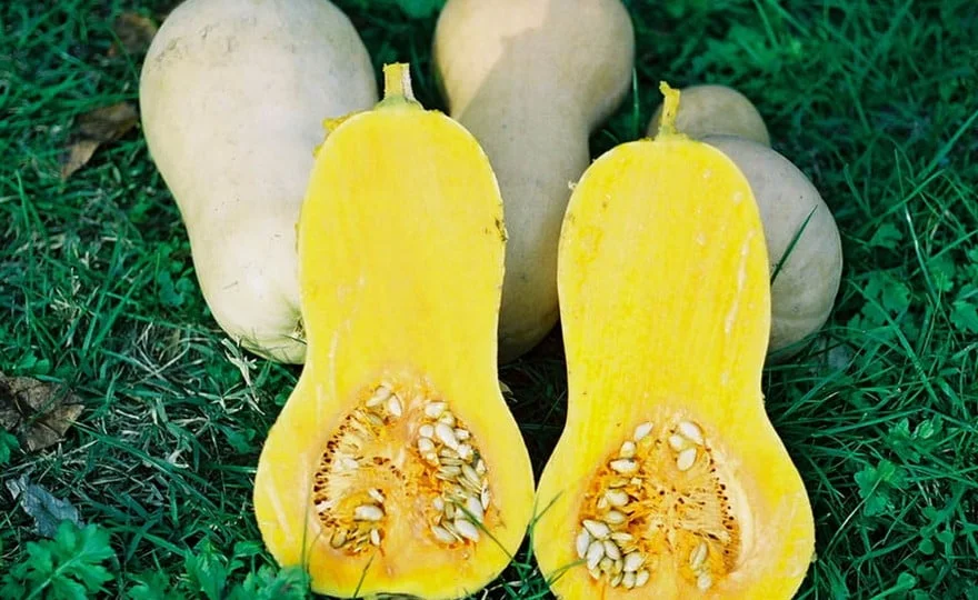 The Origins of Butternut Squash