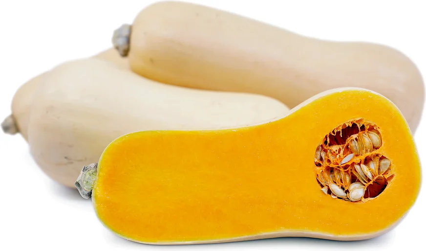 The Origins of Butternut Squash