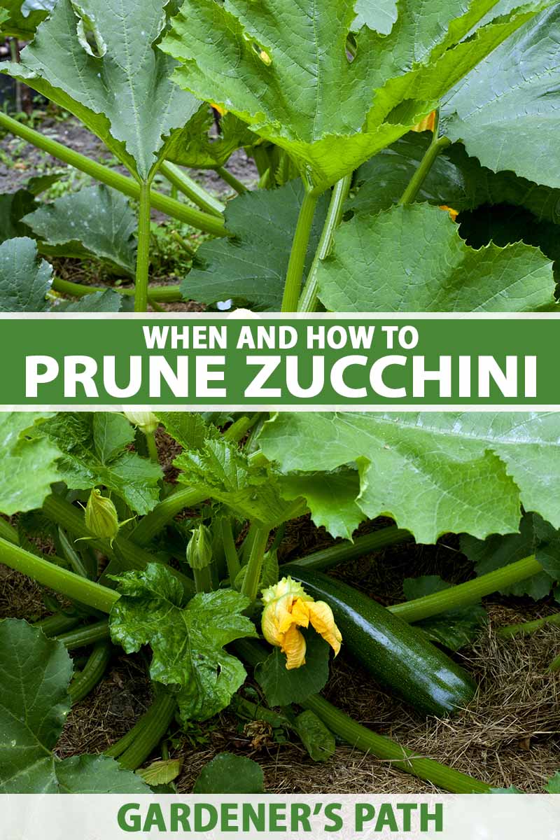 The Proper Way to Trim Zucchini