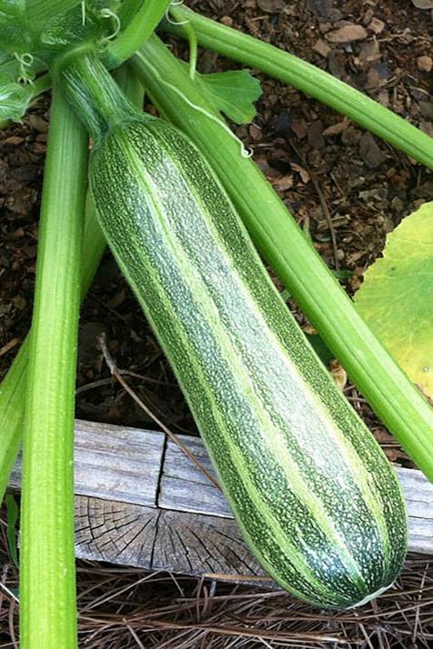 The Recommended Number of Zucchini Seeds Per Hole The Recommended Number of Zucchini Seeds Per Hole