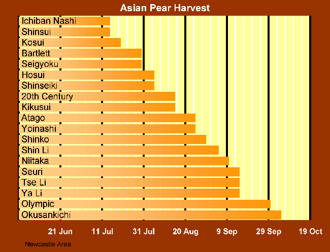 The Ripeness Guide for Asian Pears The Ripeness Guide for Asian Pears