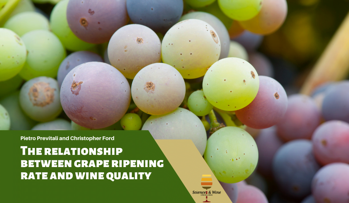 The Science Behind Grape to Wine Ratio