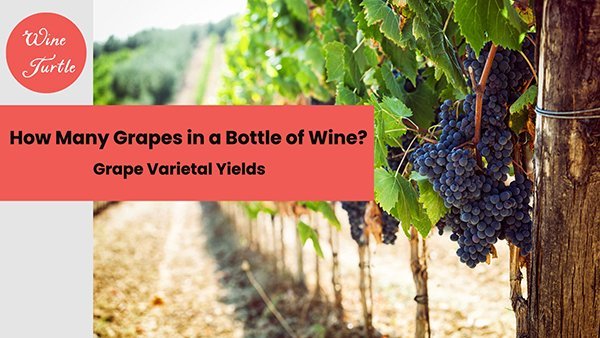 The Science Behind Grape to Wine Ratio