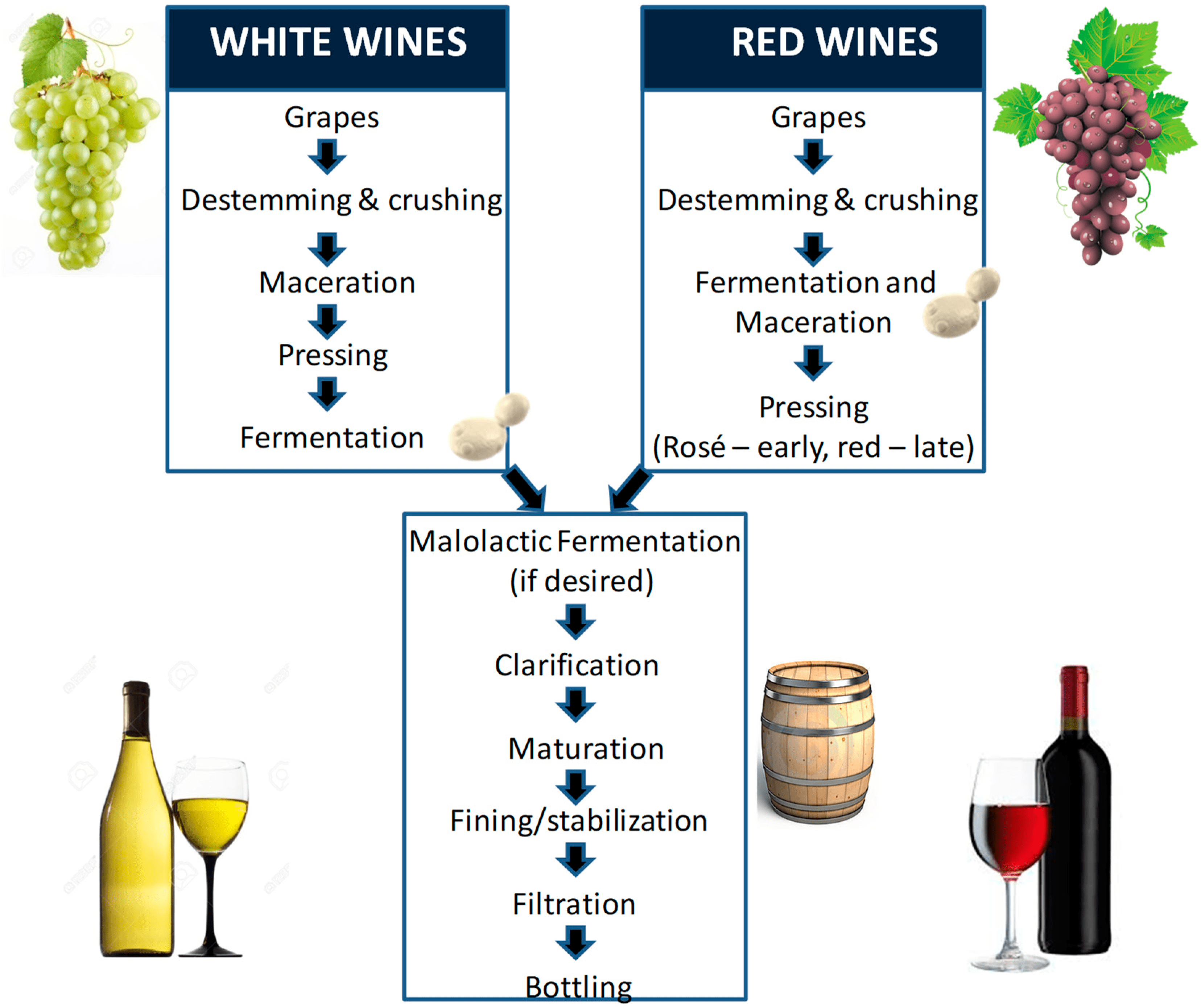 The Science Behind Grape to Wine Ratio