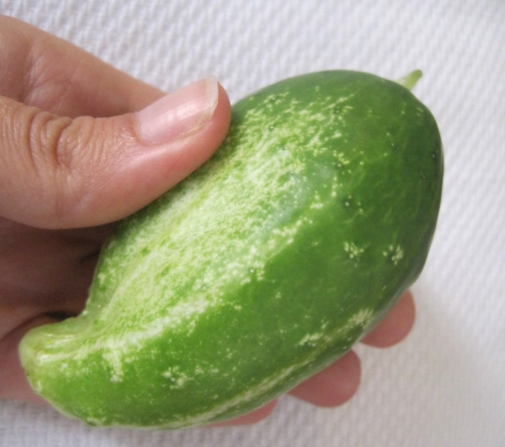The Science behind Short and Fat Cucumbers The Science behind Short and Fat Cucumbers