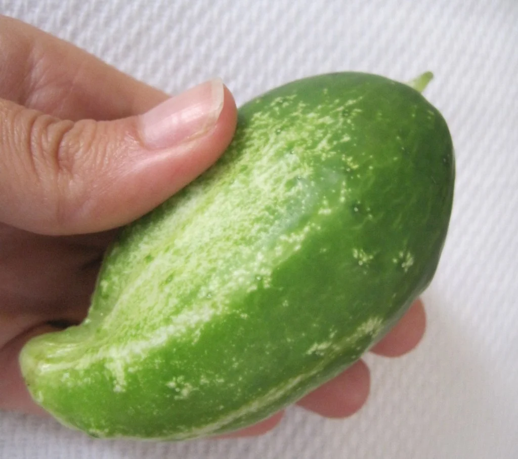 The Science behind Short and Fat Cucumbers