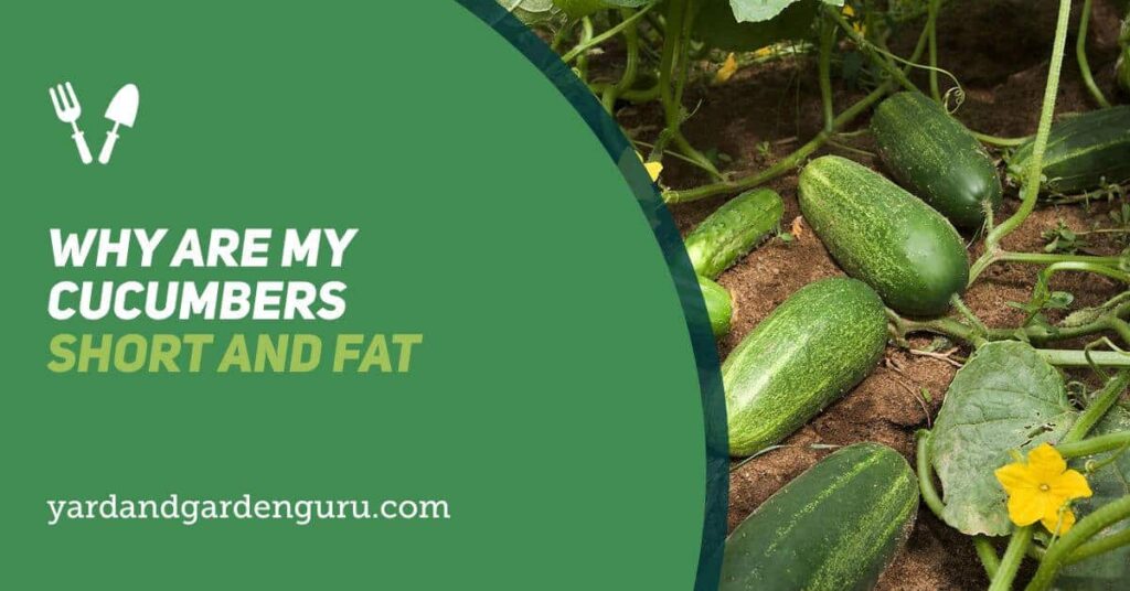 The Science behind Short and Fat Cucumbers The Science behind Short and Fat Cucumbers