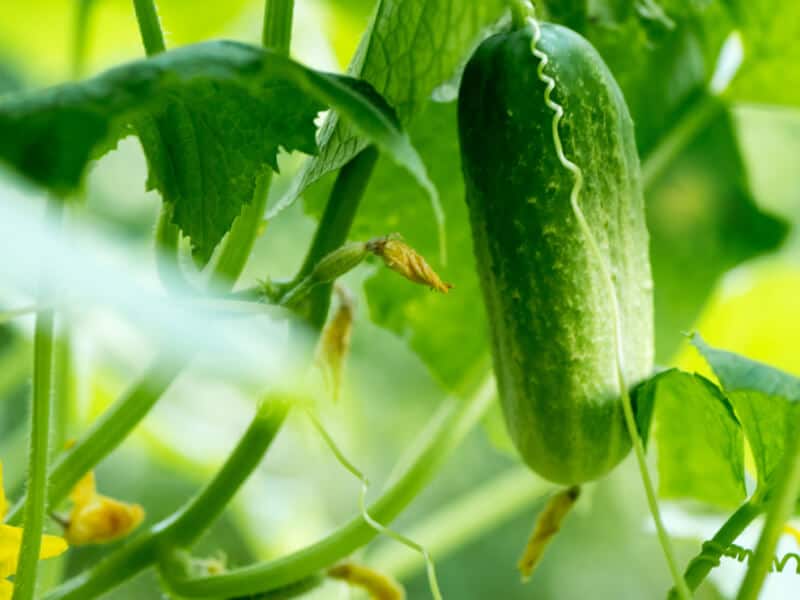 The Science behind Short and Fat Cucumbers The Science behind Short and Fat Cucumbers