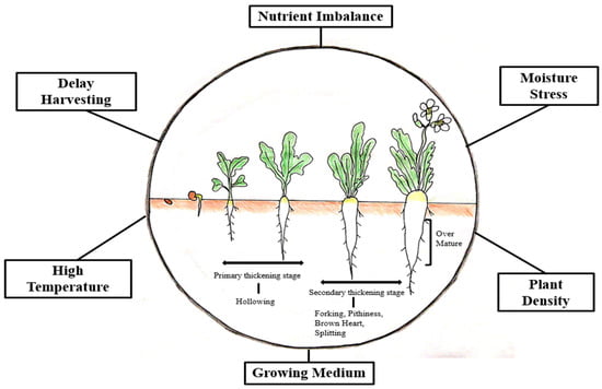 The Science Behind Why Radishes Split