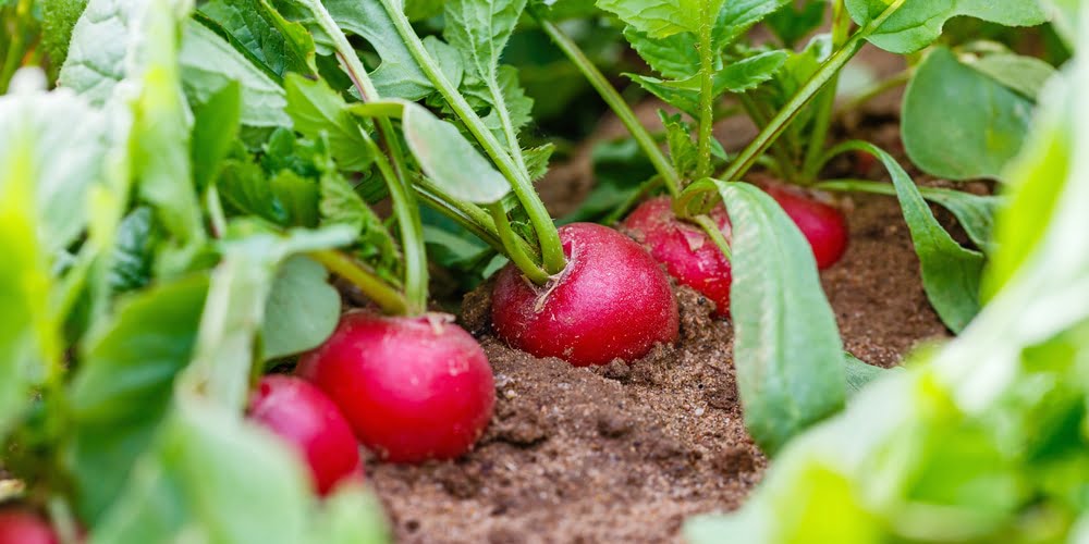 The Science Behind Why Radishes Split