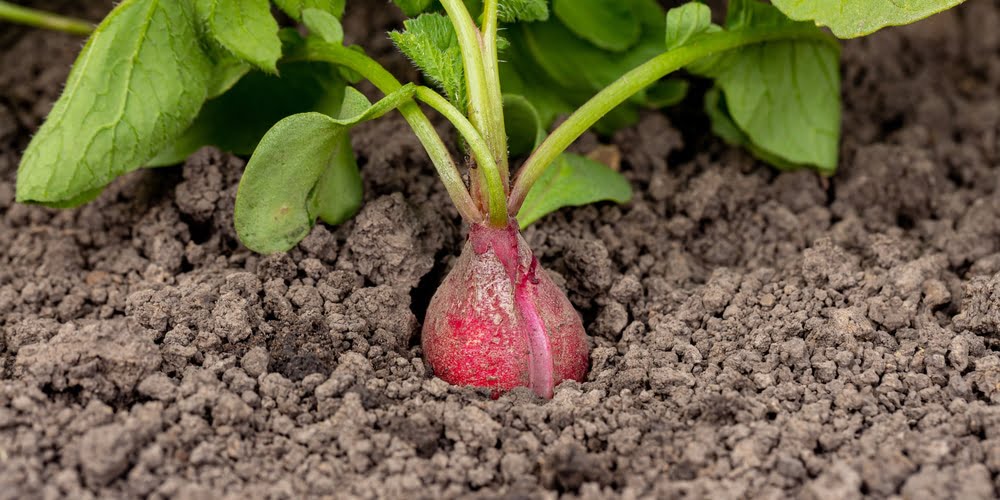 The Science Behind Why Radishes Split