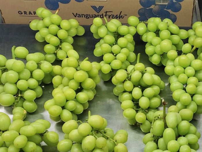 The Seasonality of Green Grapes The Seasonality of Green Grapes