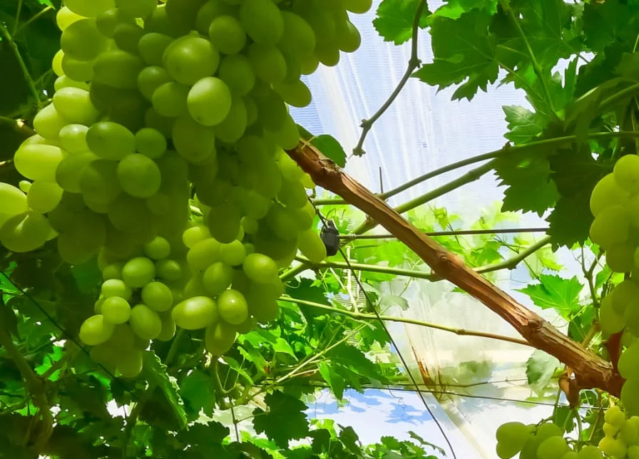 The Seasonality of Green Grapes