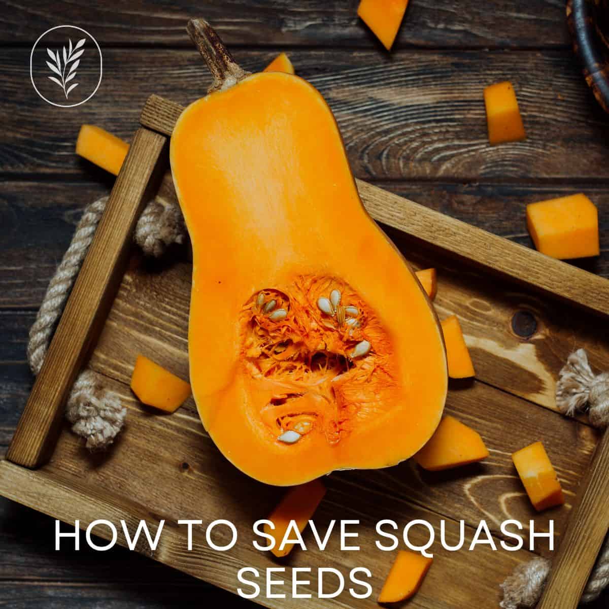The Secret to Saving Yellow Squash Seeds The Secret to Saving Yellow Squash Seeds