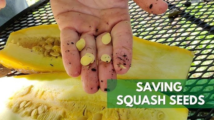 The Secret to Saving Yellow Squash Seeds The Secret to Saving Yellow Squash Seeds