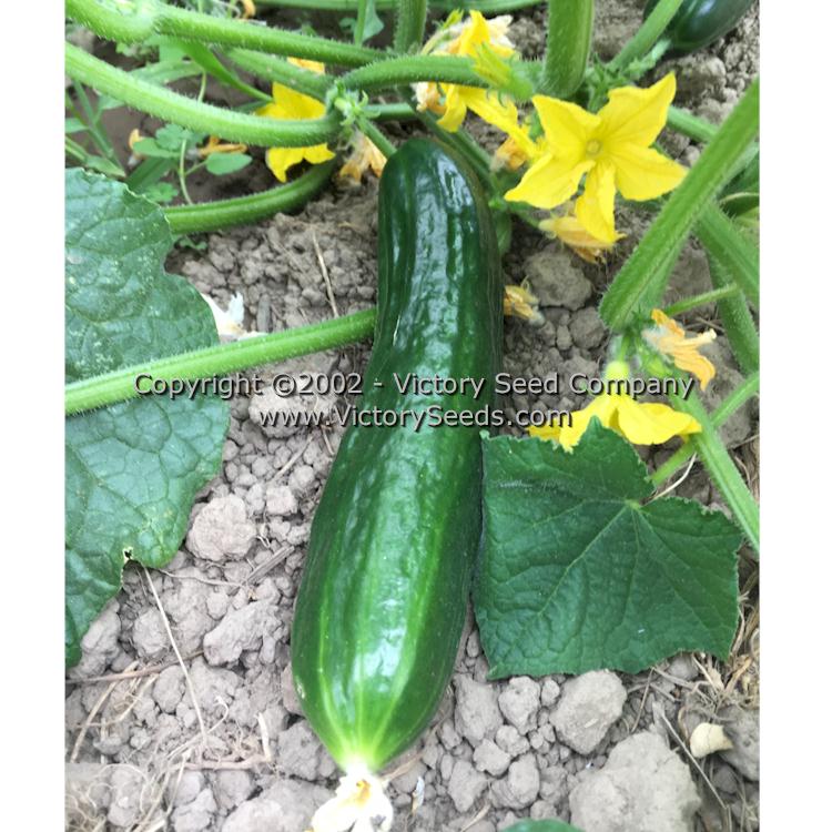 The Size of Muncher Cucumbers: A Comprehensive Guide The Size of Muncher Cucumbers: A Comprehensive Guide