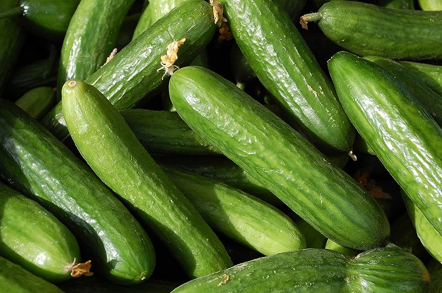 The Size of Muncher Cucumbers: A Comprehensive Guide The Size of Muncher Cucumbers: A Comprehensive Guide