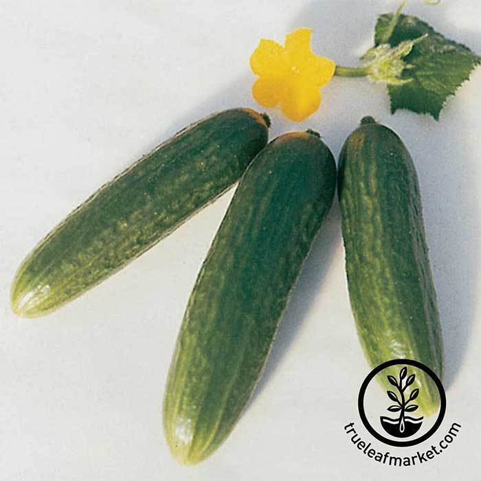 The Size of Muncher Cucumbers: A Comprehensive Guide The Size of Muncher Cucumbers: A Comprehensive Guide