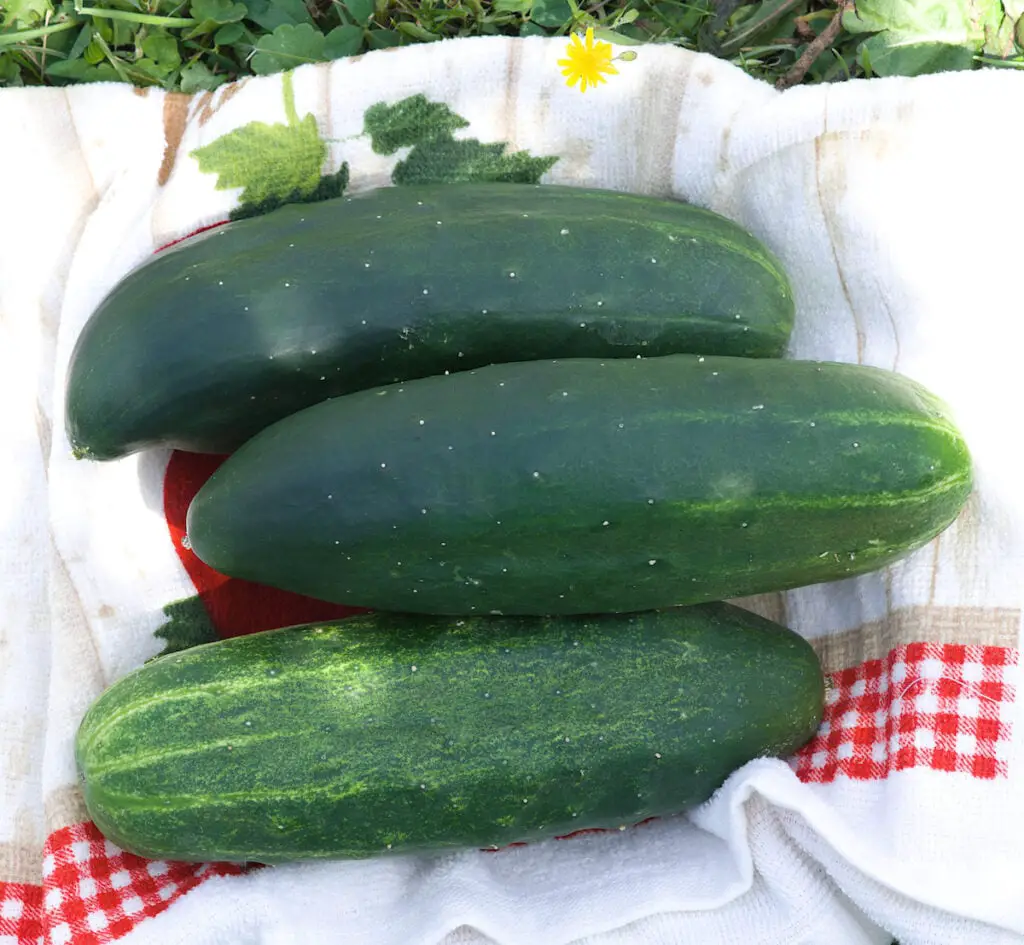 how big do muncher cucumbers get