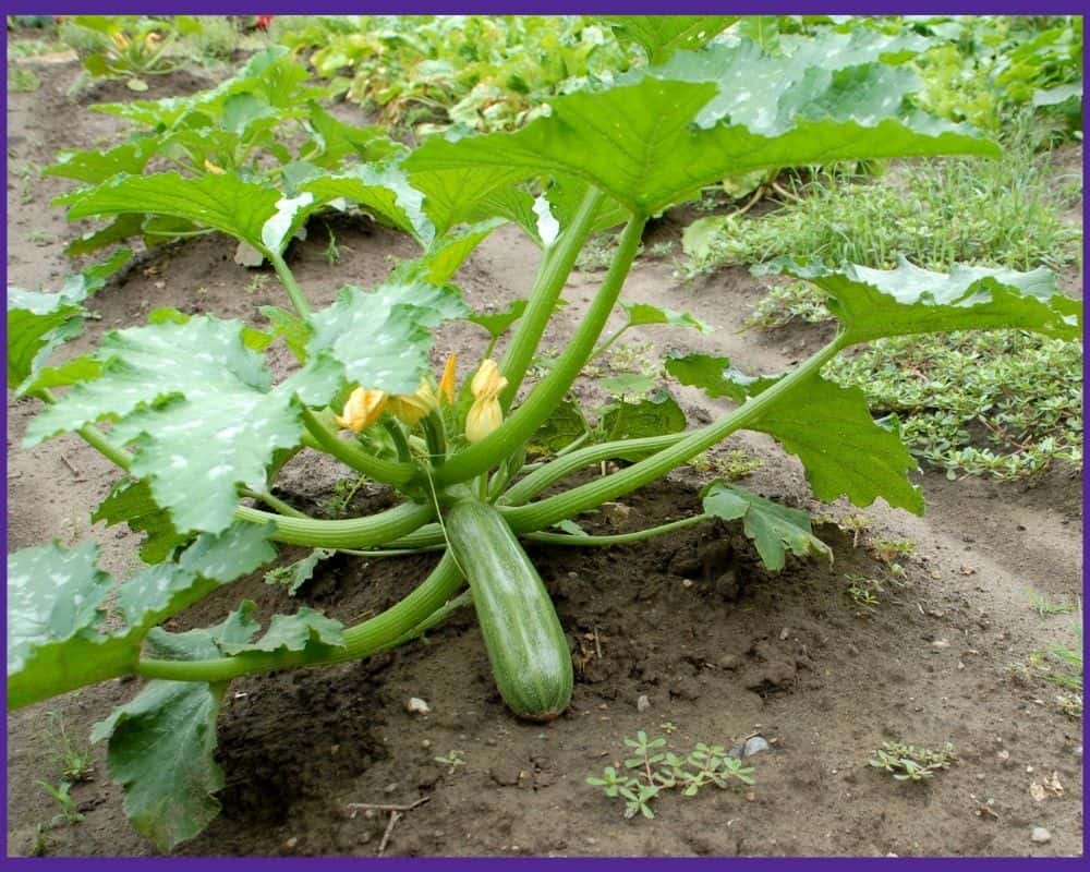 The Space Requirements for Growing Zucchini