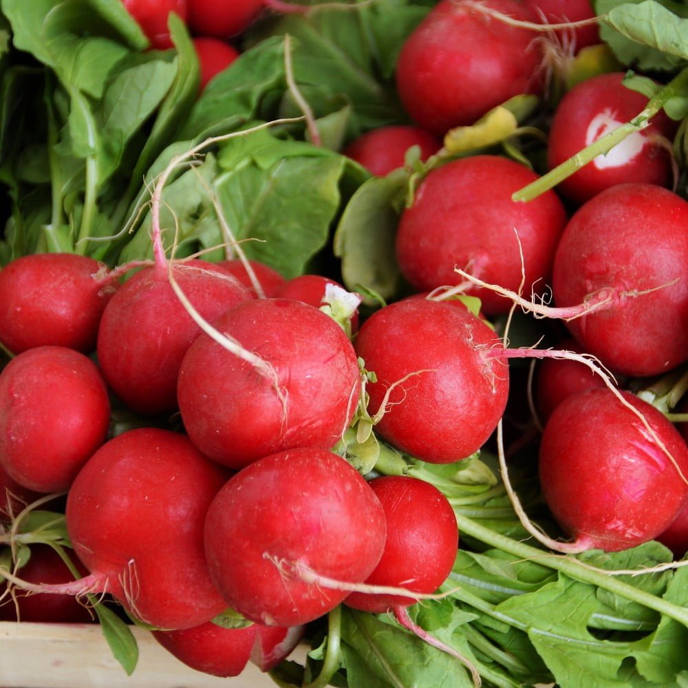 The Spicy Side of Radishes: Exploring the Science Behind Their Heat