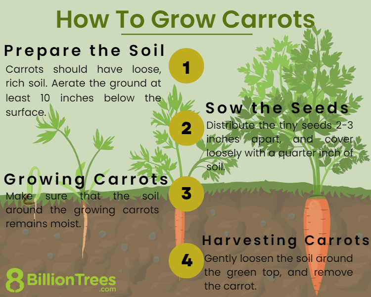 The Sprouting Process of Carrots GreenThumbsGuide