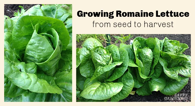 The Sunlight Requirements of Romaine Lettuce