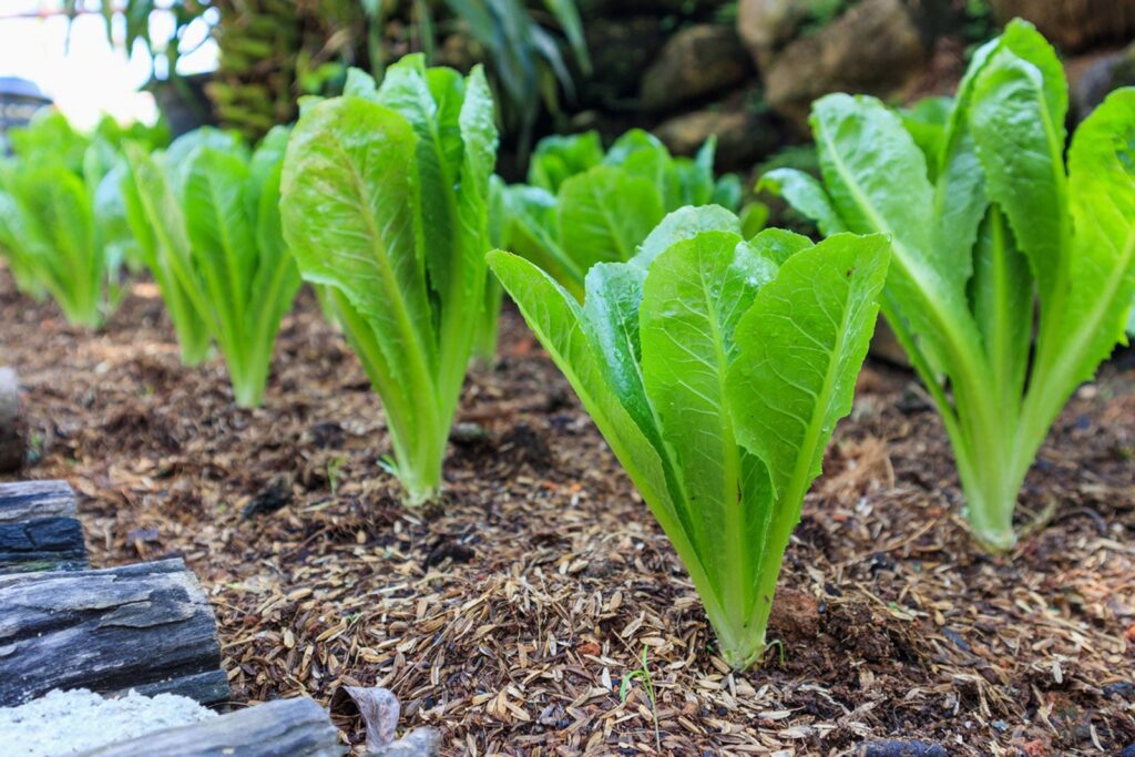 The Sunlight Requirements of Romaine Lettuce The Sunlight Requirements of Romaine Lettuce