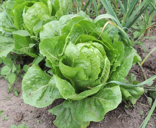 The Sunlight Requirements of Romaine Lettuce The Sunlight Requirements of Romaine Lettuce