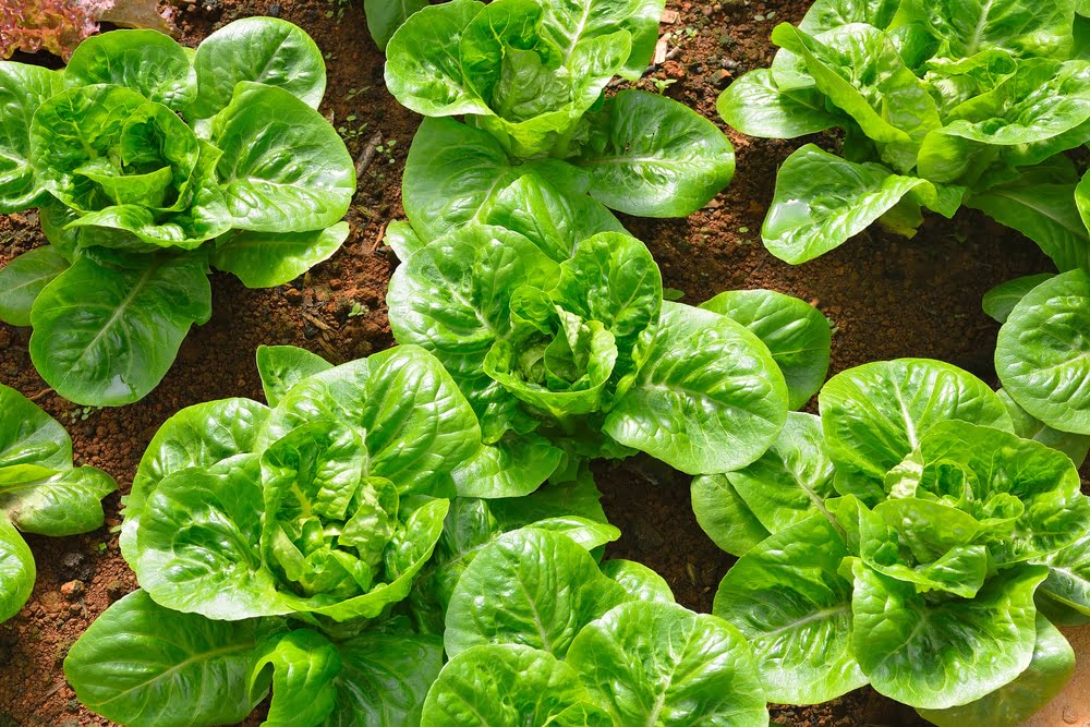 The Sunlight Requirements of Romaine Lettuce The Sunlight Requirements of Romaine Lettuce
