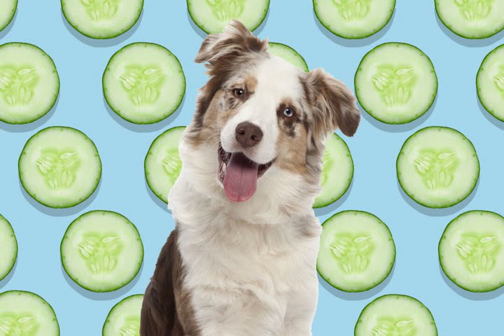 The Surprising Diet of Animals: Cucumbers as a Tasty Option