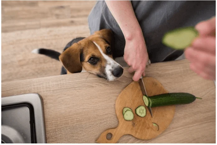The Surprising Diet of Animals: Cucumbers as a Tasty Option