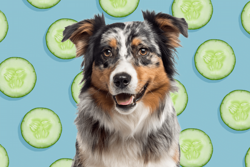 The Surprising Diet of Animals: Cucumbers as a Tasty Option