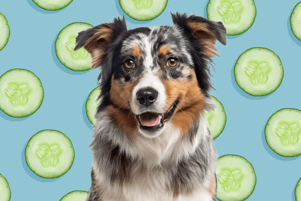 The Surprising Diet of Animals: Cucumbers as a Tasty Option