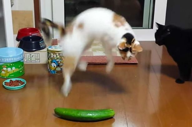 The Surprising Diet of Animals: Cucumbers as a Tasty Option