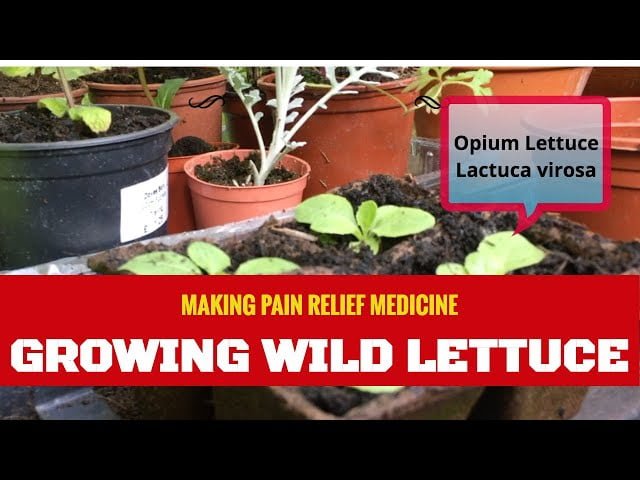The Ultimate Guide: Growing Wild Lettuce from Seed The Ultimate Guide: Growing Wild Lettuce from Seed