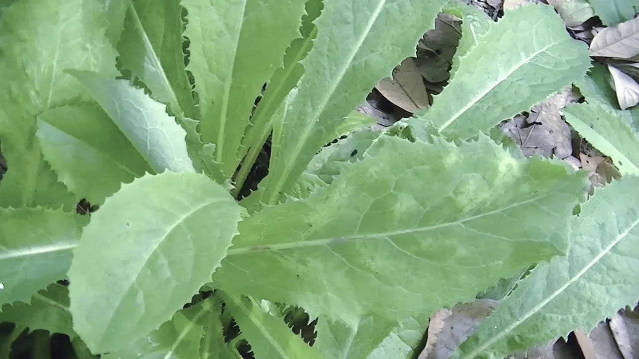 The Ultimate Guide: Growing Wild Lettuce from Seed
