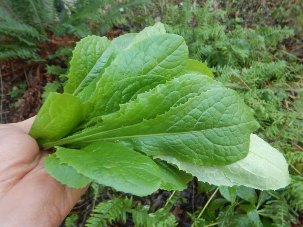 The Ultimate Guide Growing Wild Lettuce from Seed GreenThumbsGuide