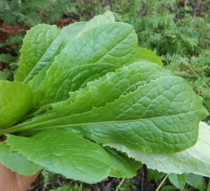 The Ultimate Guide: Growing Wild Lettuce from Seed The Ultimate Guide: Growing Wild Lettuce from Seed