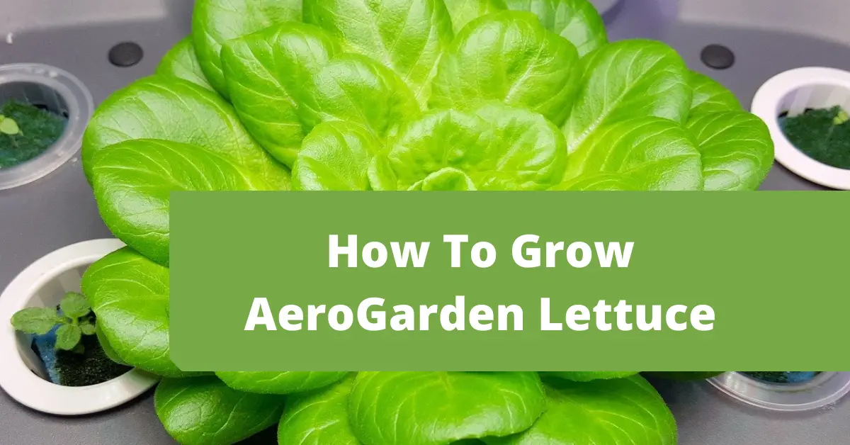 The Ultimate Guide: How to Harvest Lettuce from Your Aerogarden The Ultimate Guide: How to Harvest Lettuce from Your Aerogarden