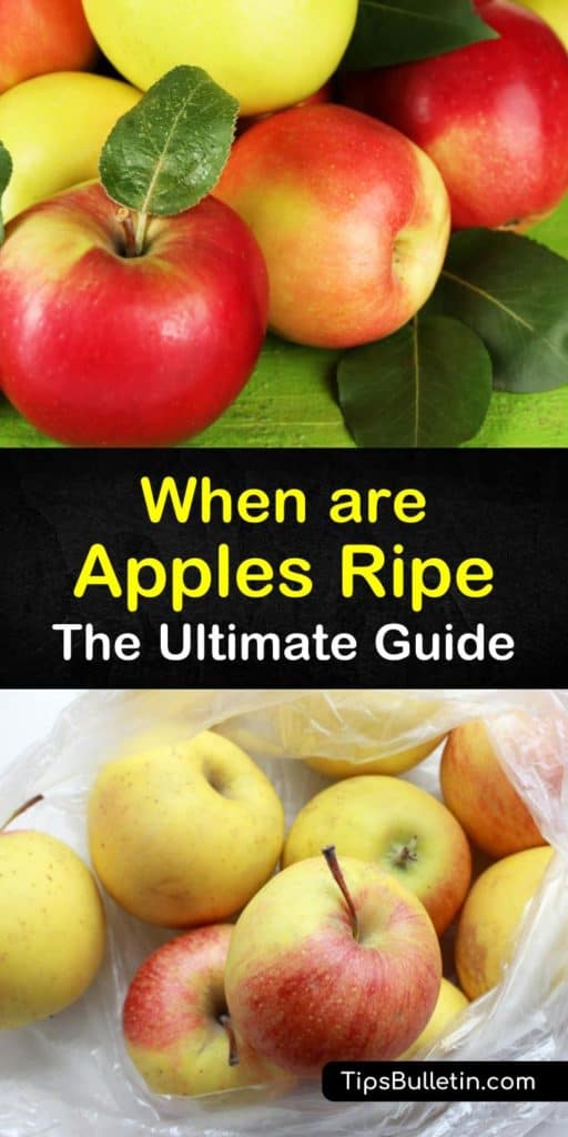 The Ultimate Guide How to Ripen Apples GreenThumbsGuide